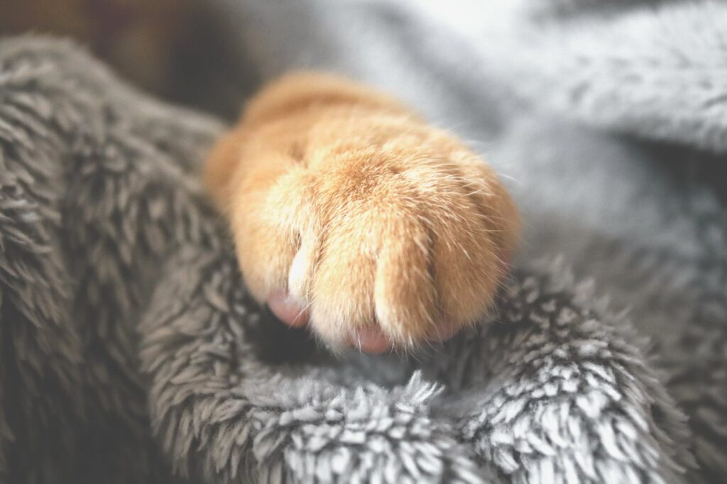 Poor and pour. Brown pet paw