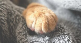 Poor and pour. Brown pet paw