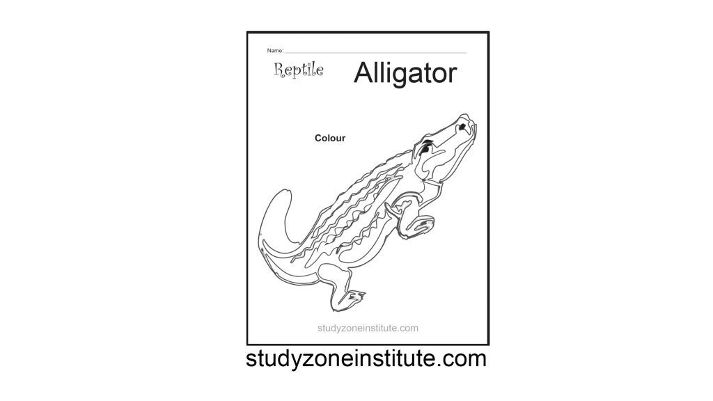 Alligator Reptile Worksheet