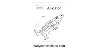 Alligator Reptile Worksheet