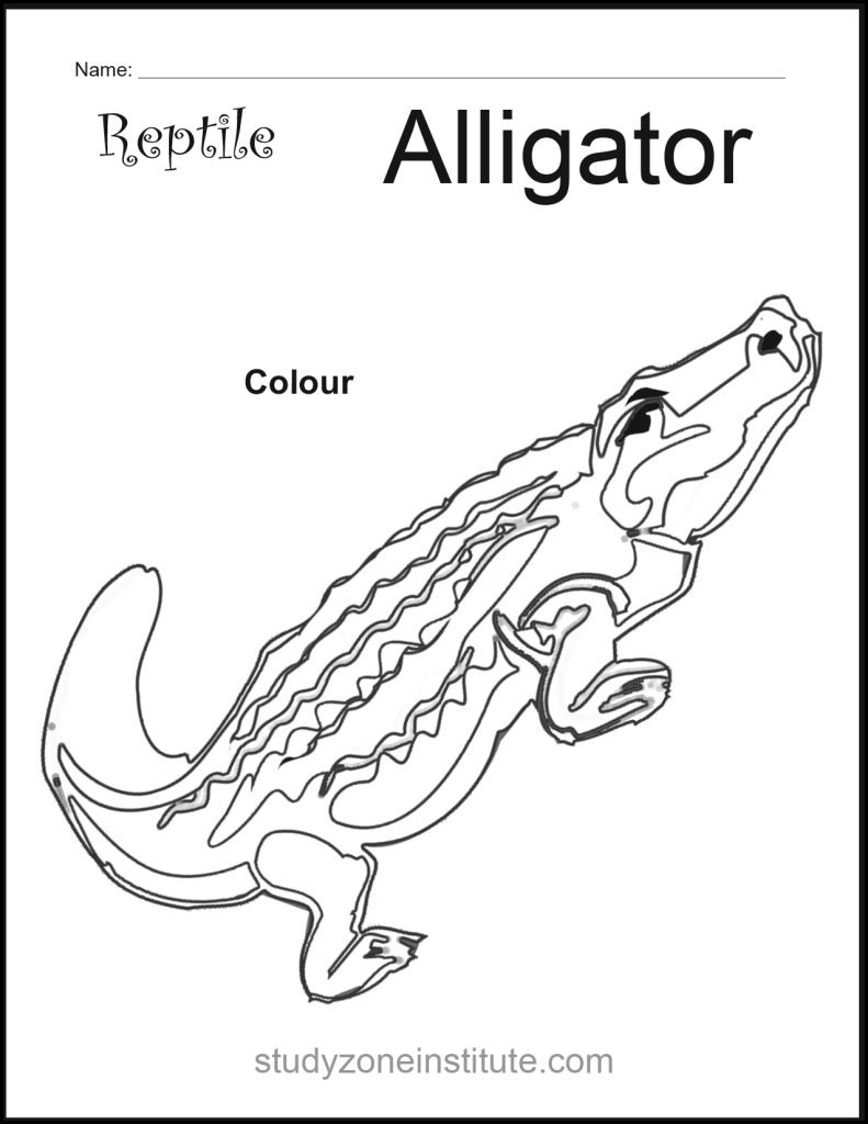 Alligator Reptile Worksheet