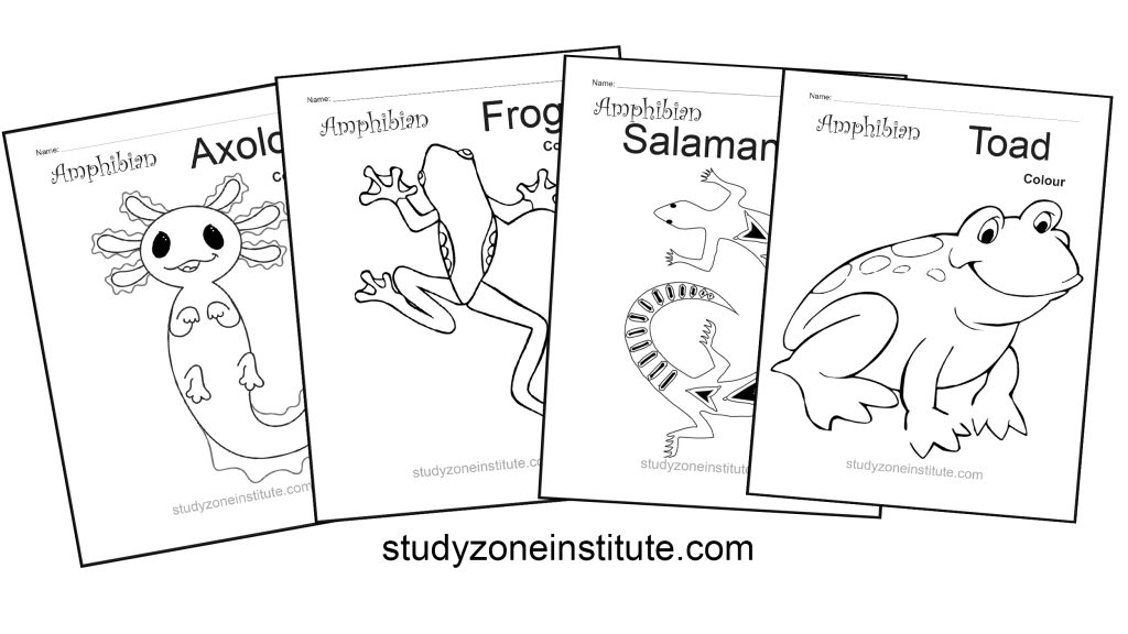 Amphibian worksheets