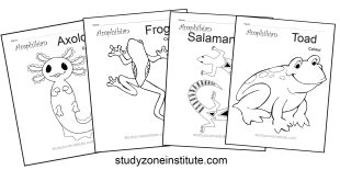 Amphibian worksheets