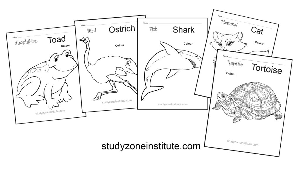 Animal groups worksheets