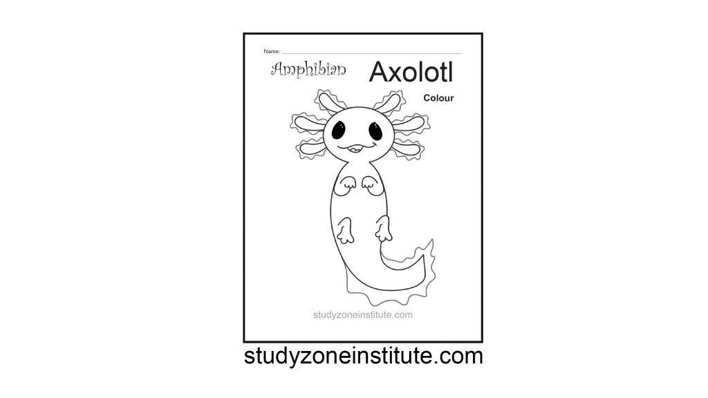 Axolotl Amphibian worksheet