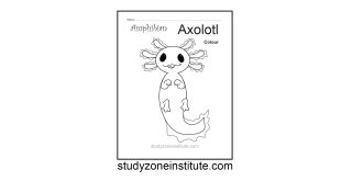 Axolotl Amphibian worksheet