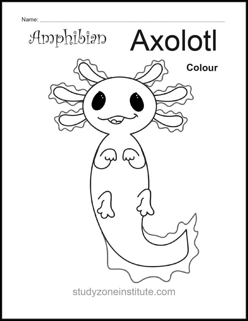 Axolotl Amphibian worksheet