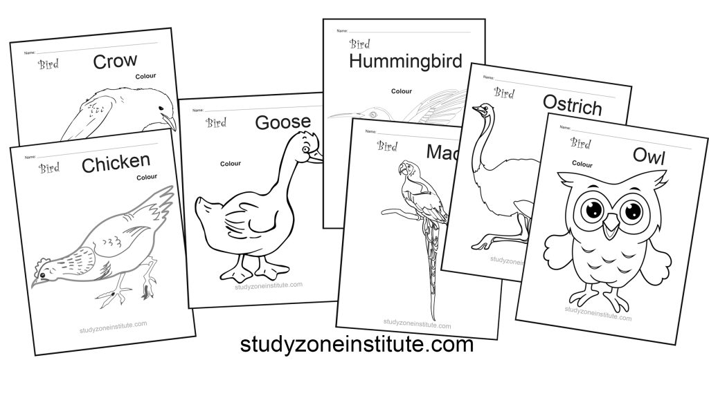 Birds worksheets
