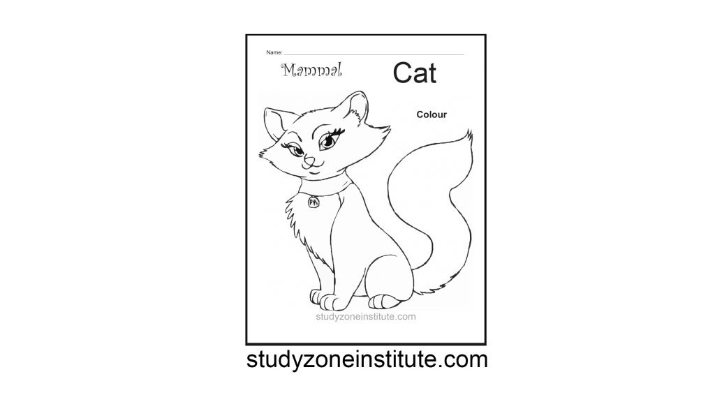 Cat mammal worksheet