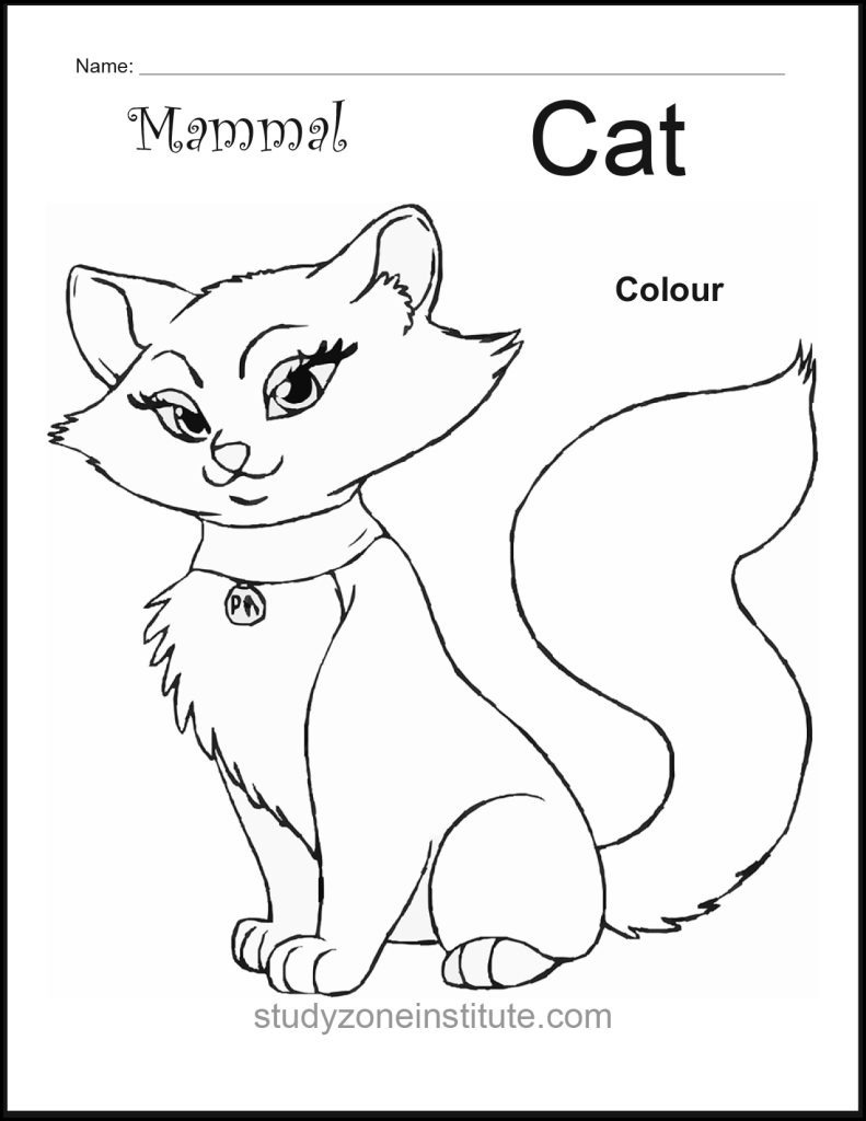 Cat mammal worksheet