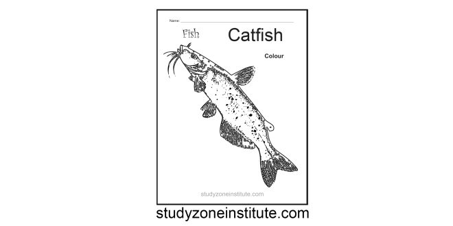 Catfish worksheet