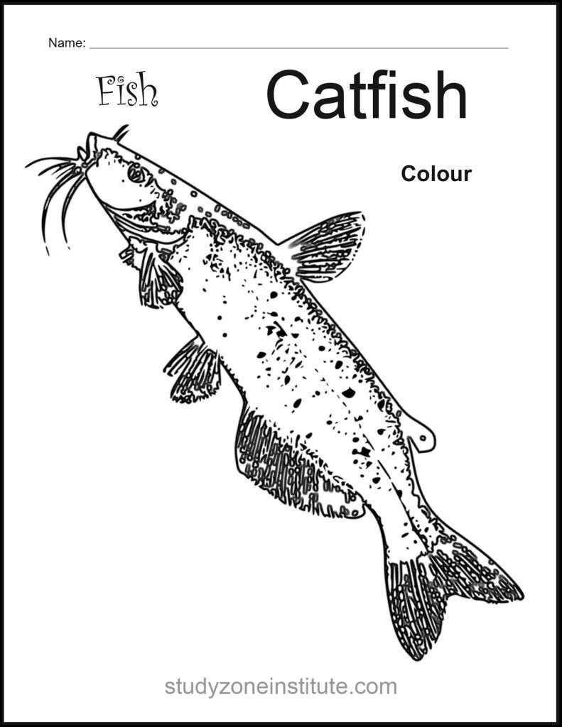Catfish worksheet