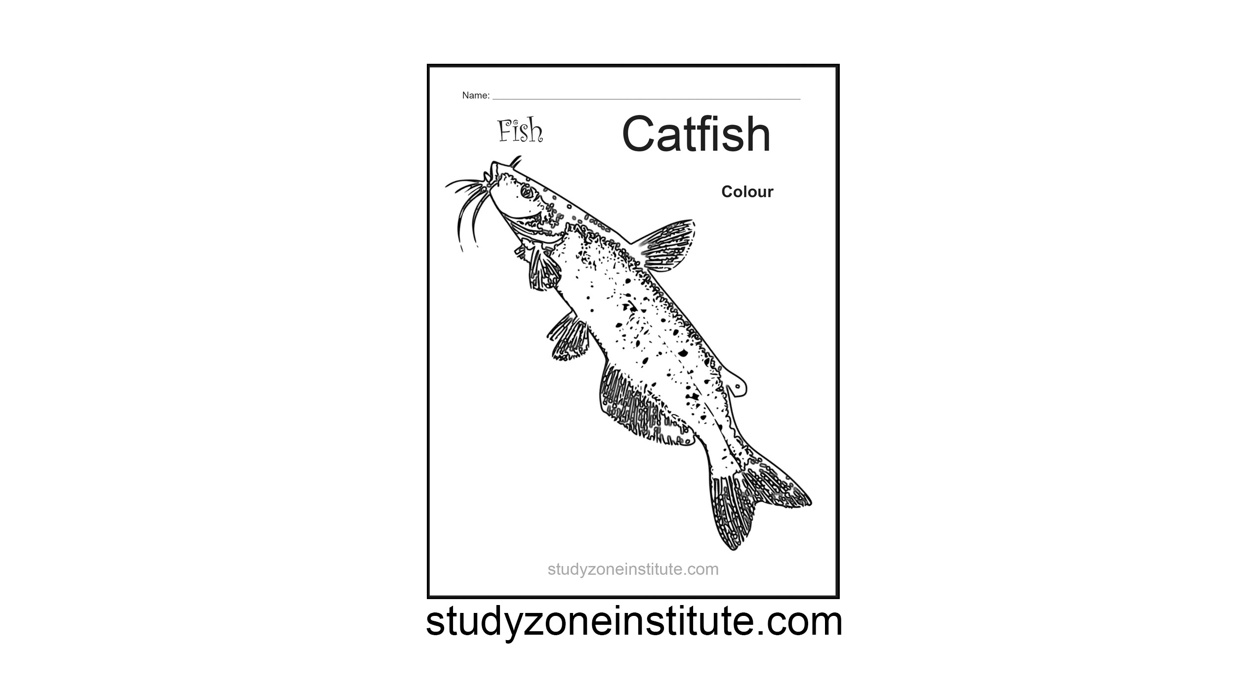 Catfish worksheet: Download FREE activity on the fish animal group ...