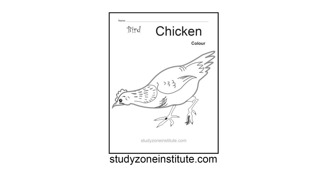 Chicken Bird worksheet