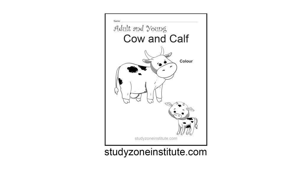 Cow and Calf worksheet