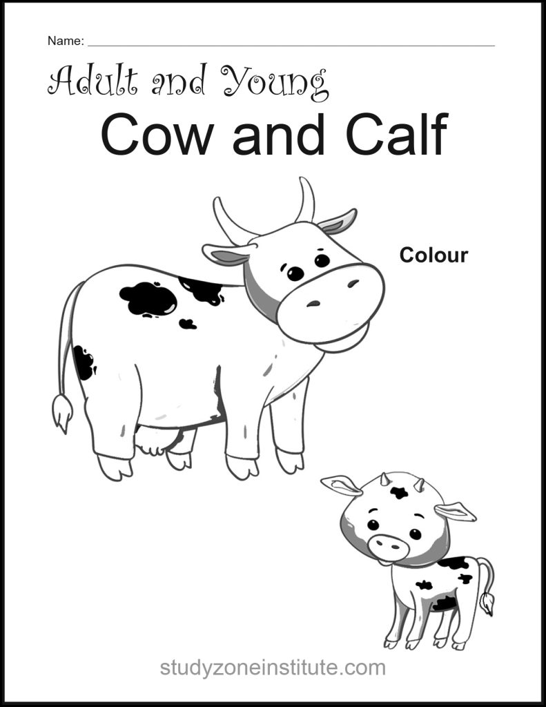 Cow and Calf worksheet
