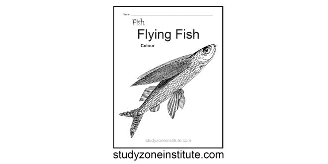 Flying Fish worksheet