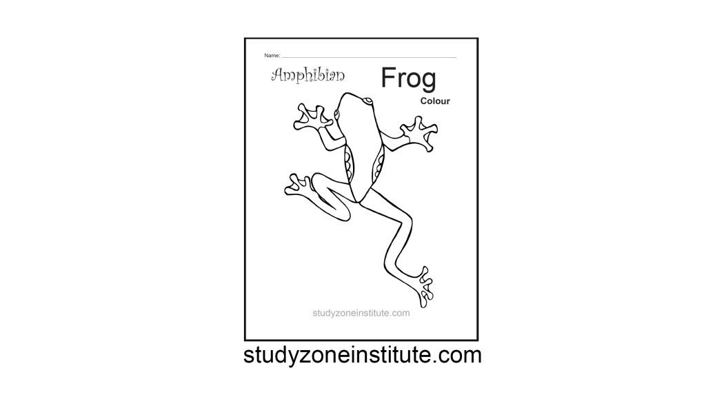 Frog the Amphibian worksheet