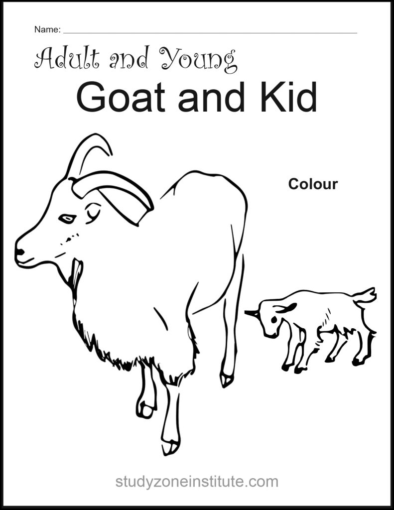 Goat and Kid worksheet