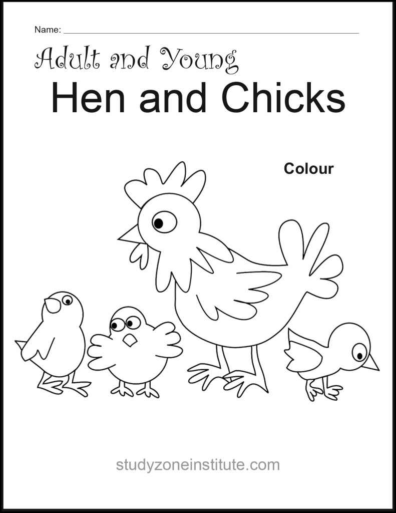 Hen and Chicks worksheet