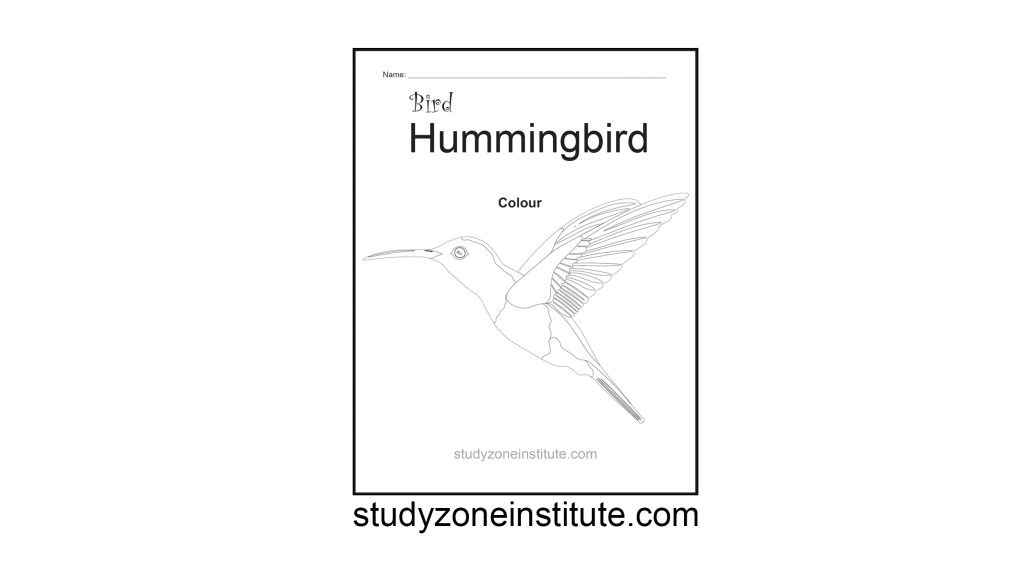 Hummingbird worksheet