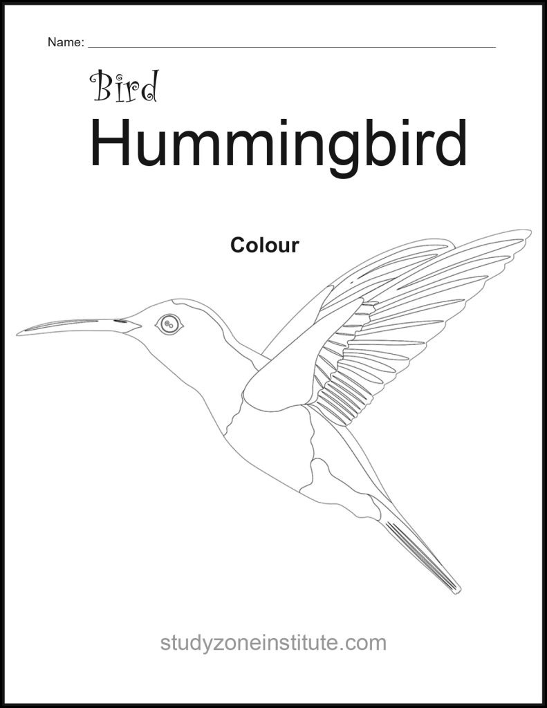 Hummingbird worksheet