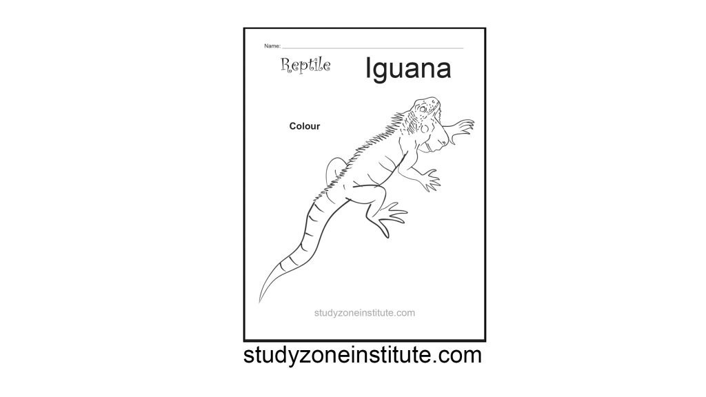 Iguana Reptile Worksheet