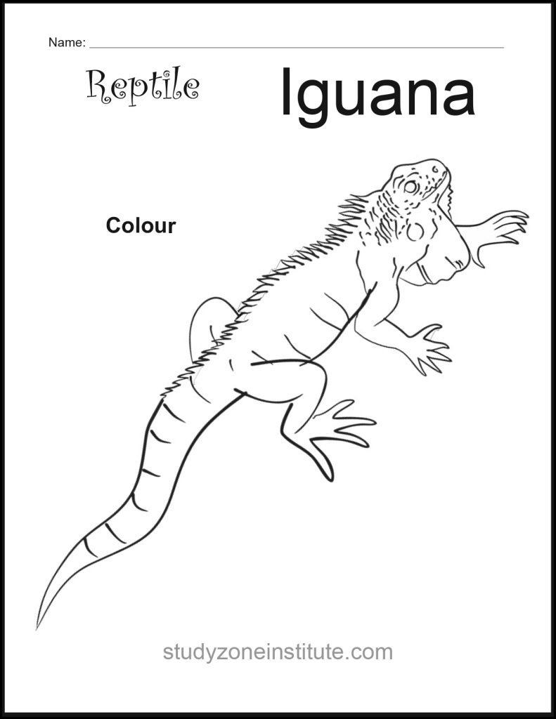 Iguana Reptile Worksheet