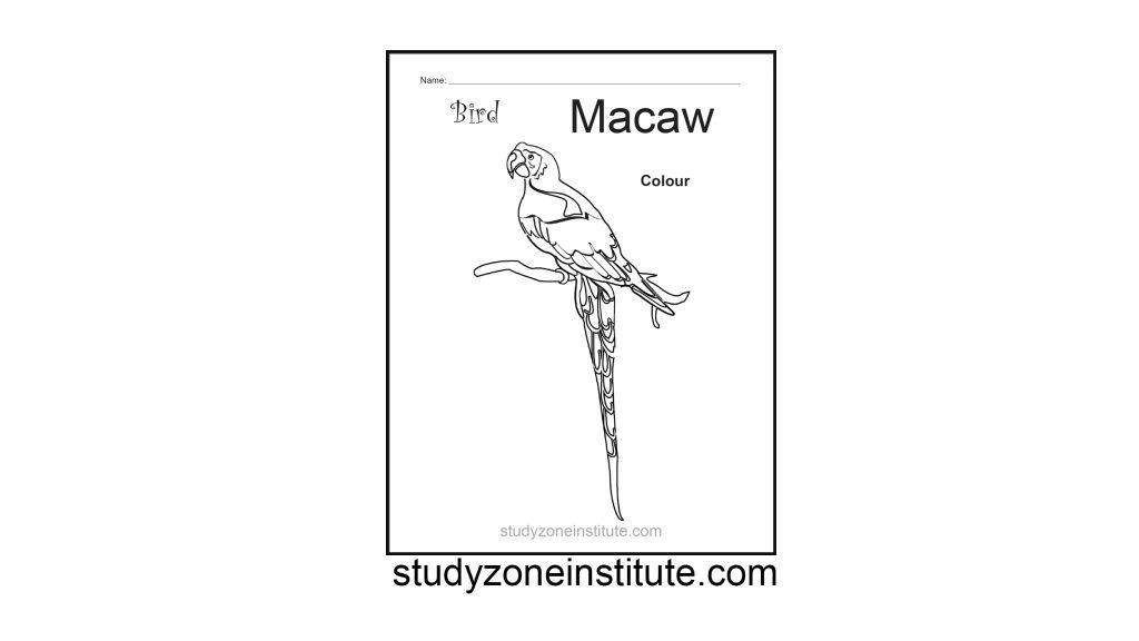 Macaw Bird worksheet