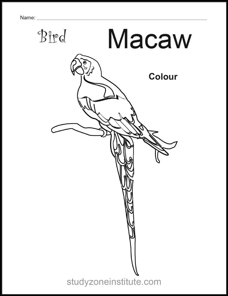 Macaw Bird worksheet