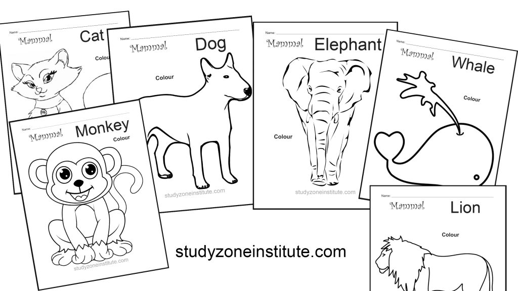 Mammal worksheets