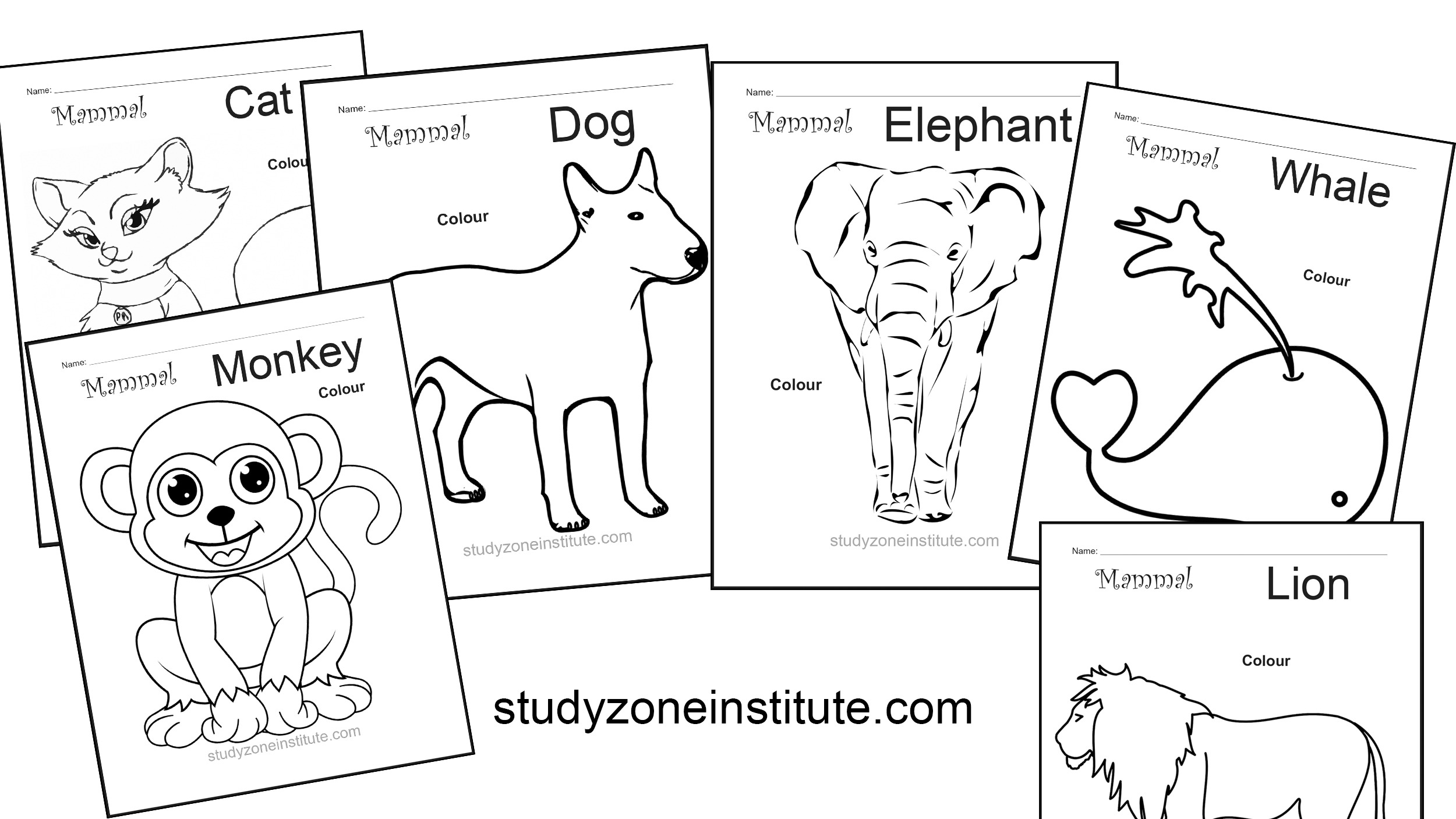 Mammal worksheets: Download FREE activities - Study Zone Institute