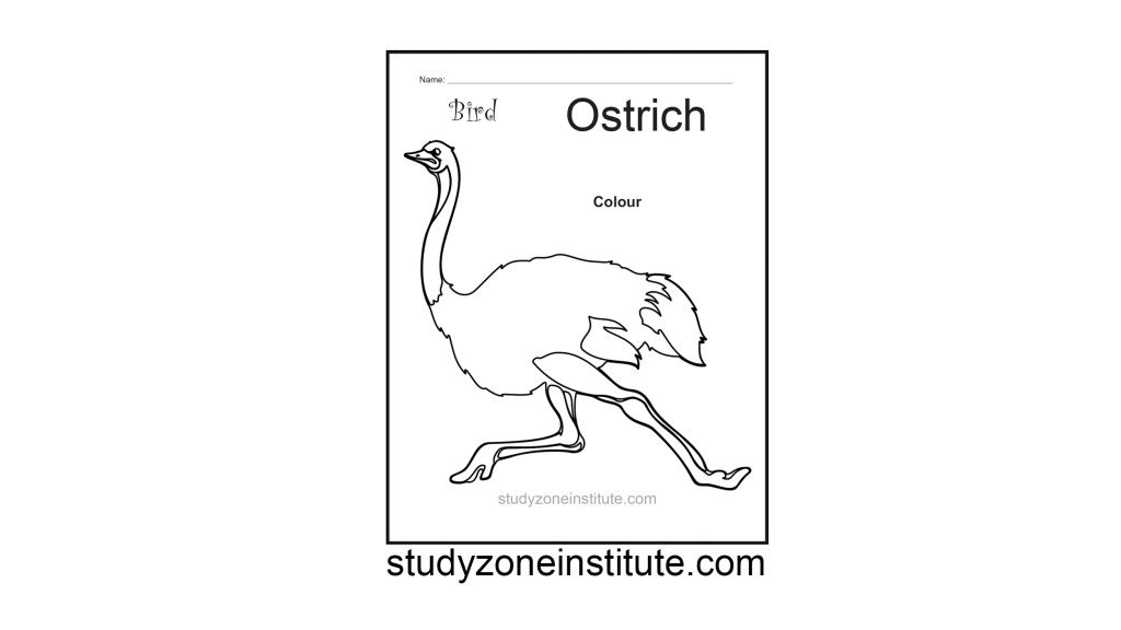 Ostrich Bird worksheet