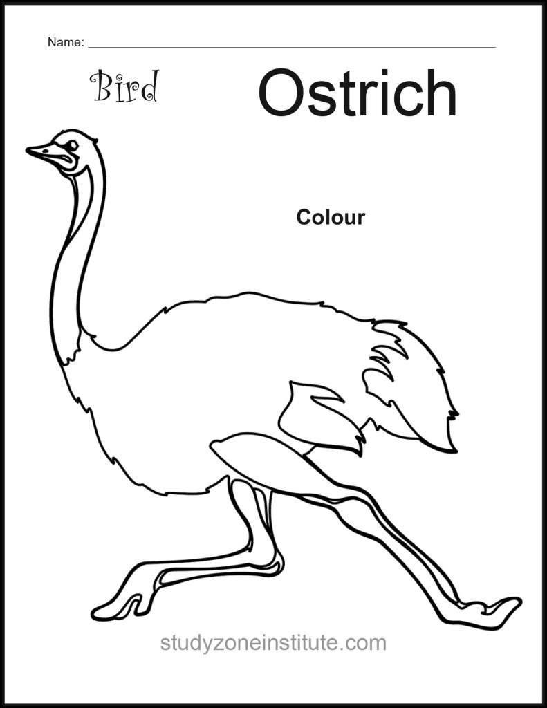 Ostrich Bird worksheet