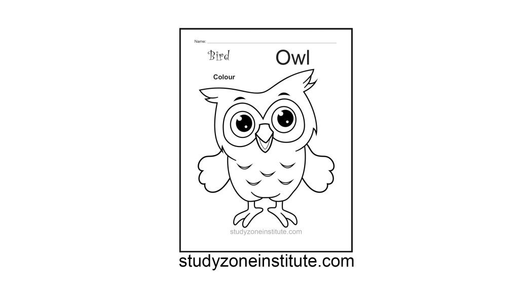 Owl Bird Worksheet