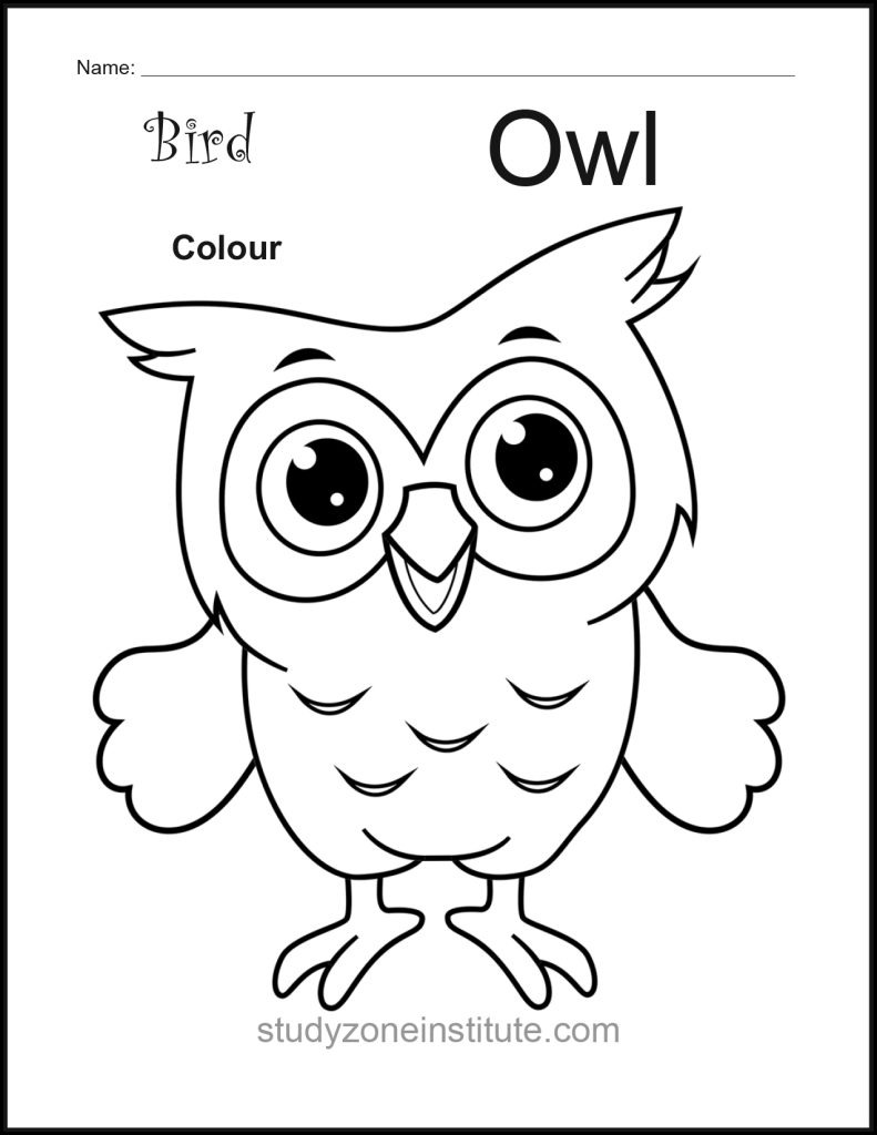 Owl Bird Worksheet