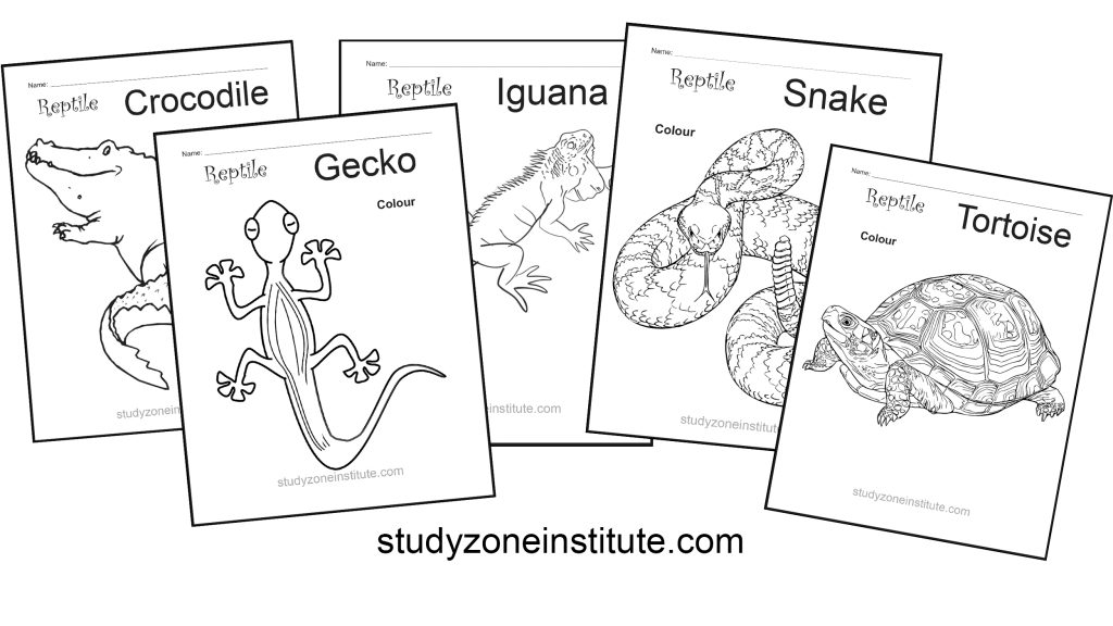 Reptile worksheets