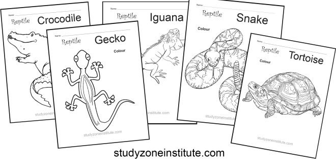Reptile worksheets