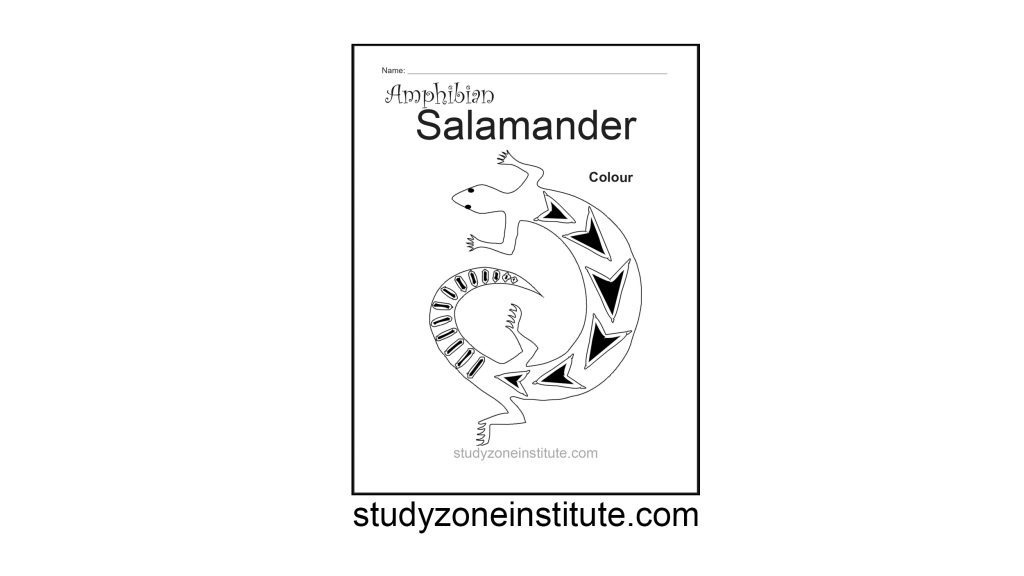 Salamander Amphibian Worksheet Study Zone