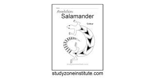Salamander Amphibian Worksheet Study Zone