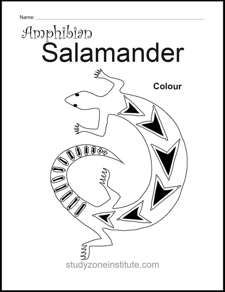 Salamander Amphibian Worksheet Study Zone