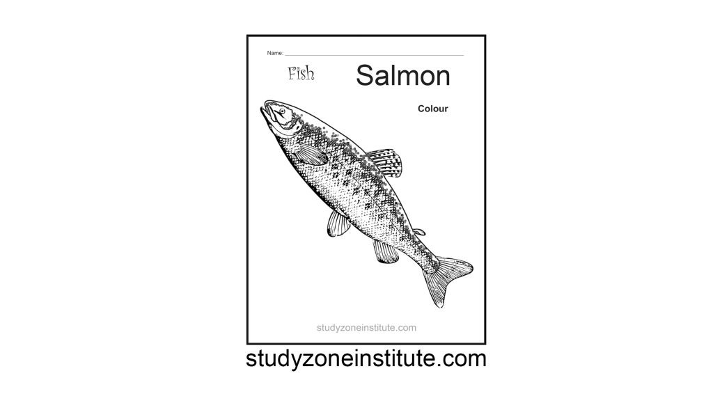 Salmon Fish worksheet