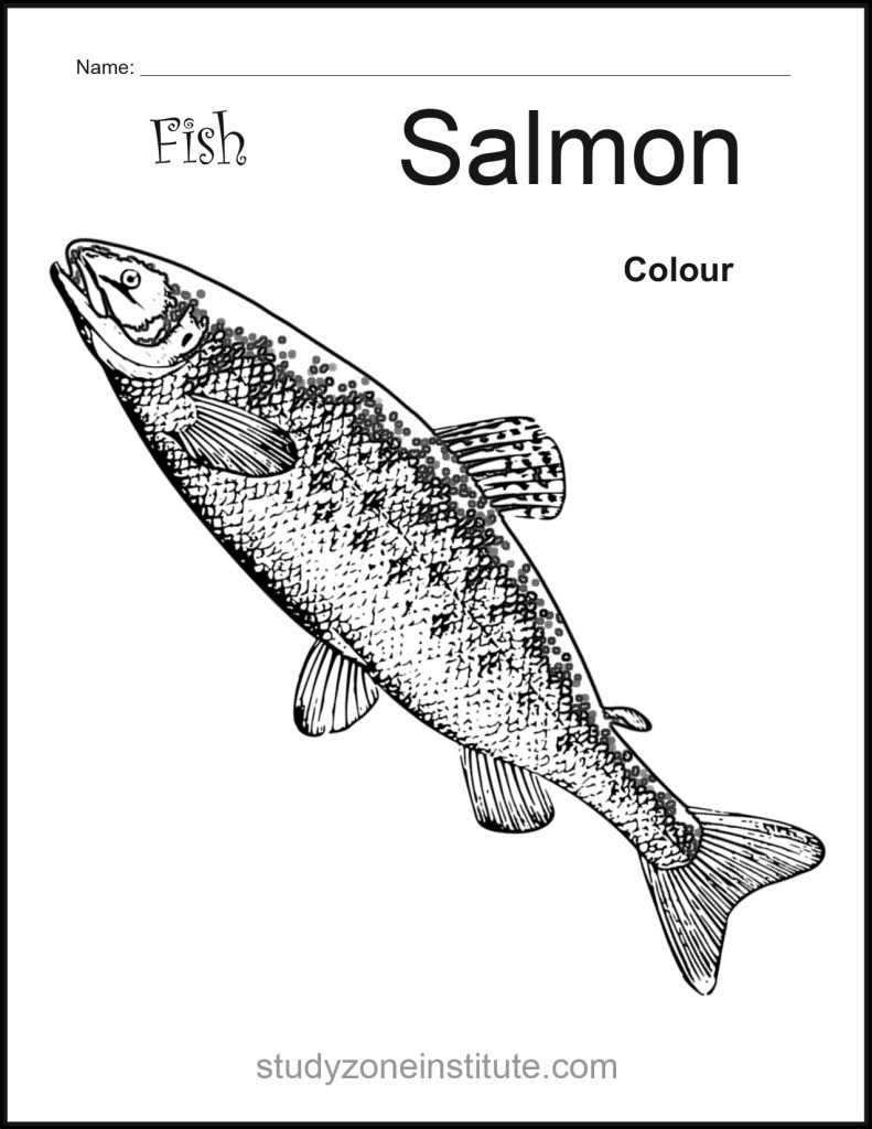 Salmon Fish worksheet