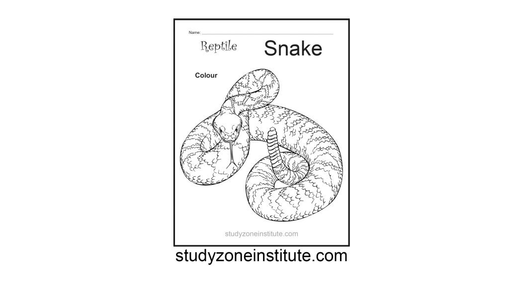 Snake Reptile Worksheet
