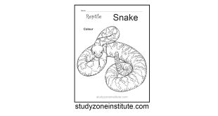 Snake Reptile Worksheet