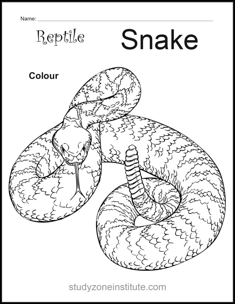 Snake Reptile Worksheet