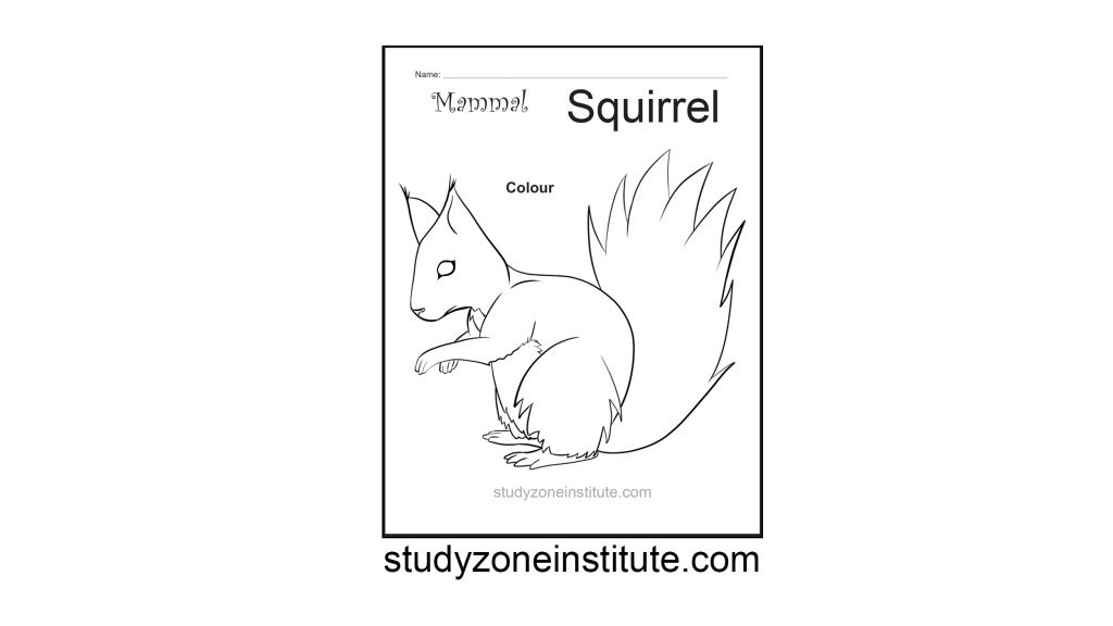 Squirrel Mammal Worksheet
