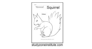 Squirrel Mammal Worksheet