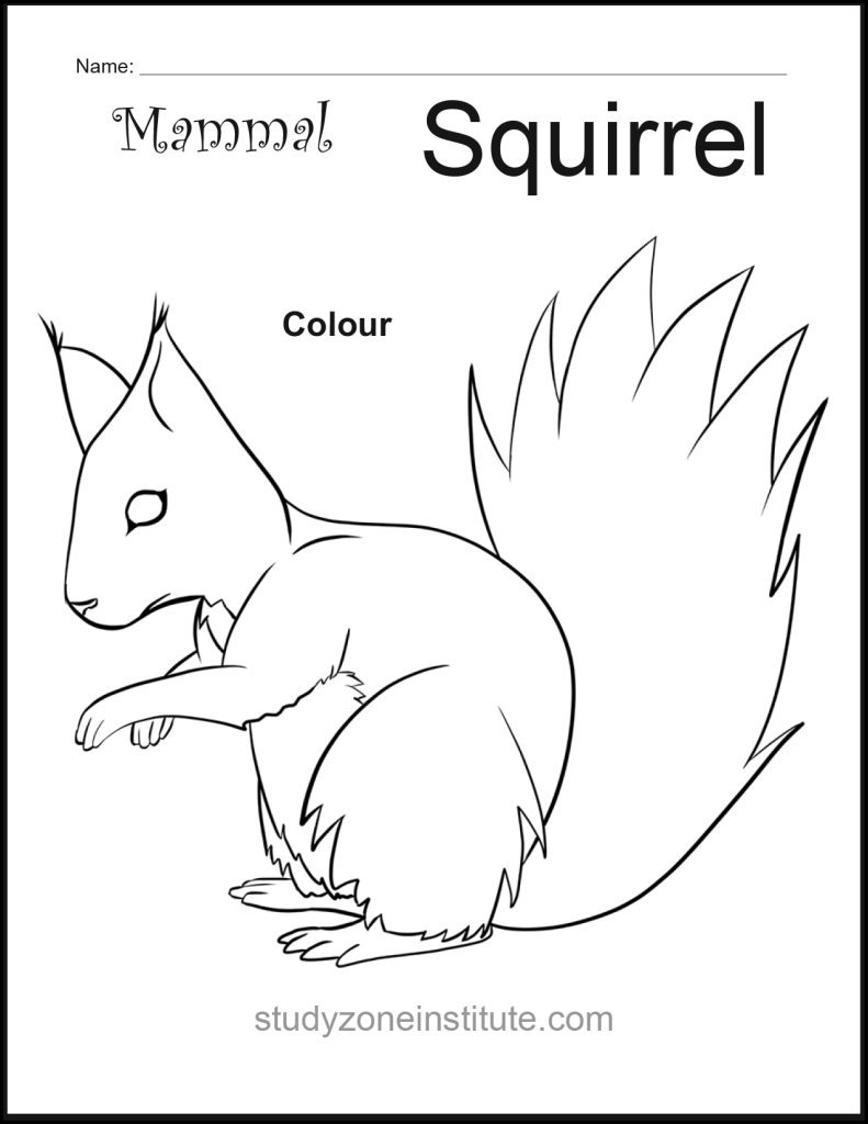 Squirrel Mammal Worksheet