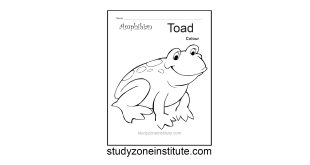 Toad Amphibian worksheet